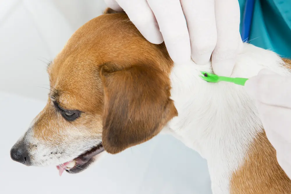 Lyme Disease in Dogs Symptoms Treatment Prevention urgent vet (1) Lyme Disease in Dogs Symptoms Treatment Prevention urgent vet (1)