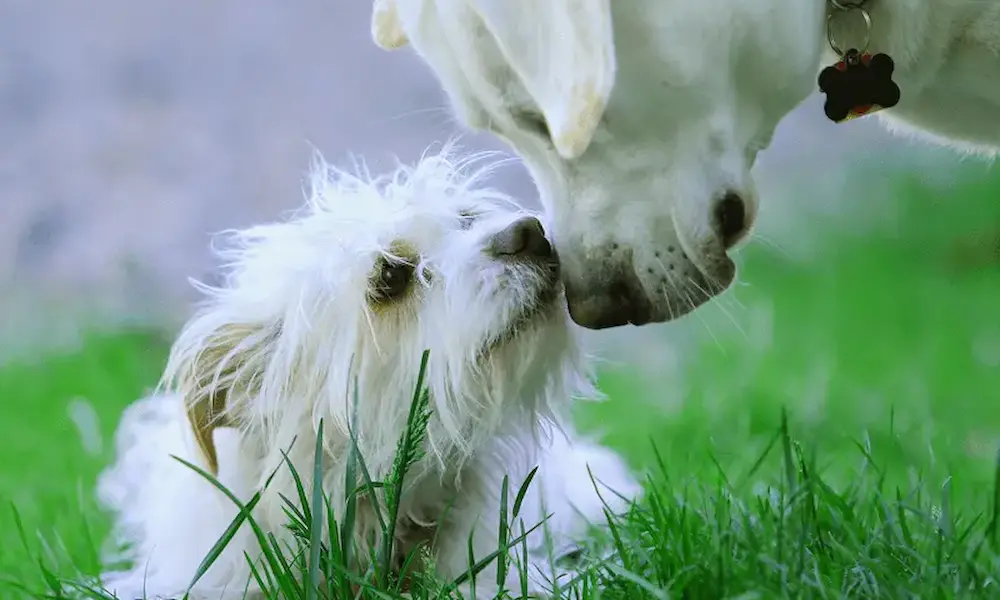 diagnosing lyme disease in dogs (2) (1) diagnosing lyme disease in dogs (2) (1)