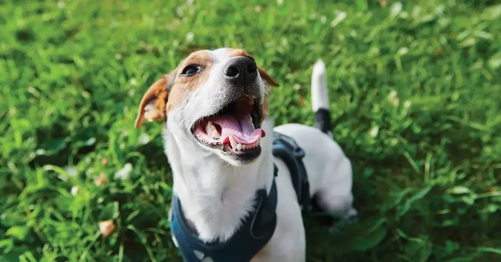 frequently asked questions about lyme disease in dogs pups (1) frequently asked questions about lyme disease in dogs pups (1)