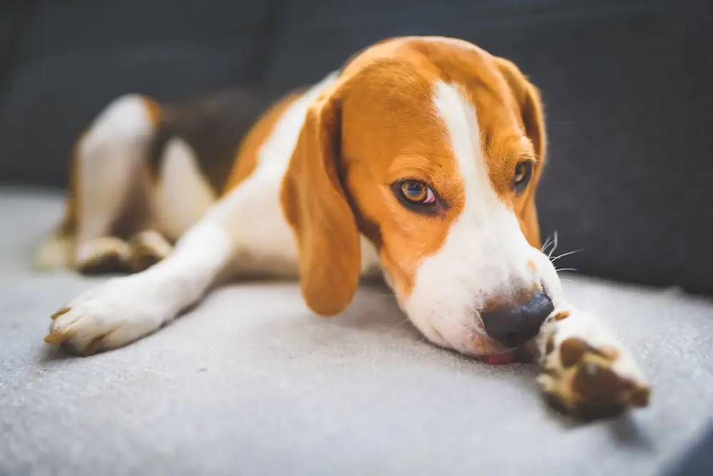 how to treat lyme disease in dogs how to treat lyme disease in dogs