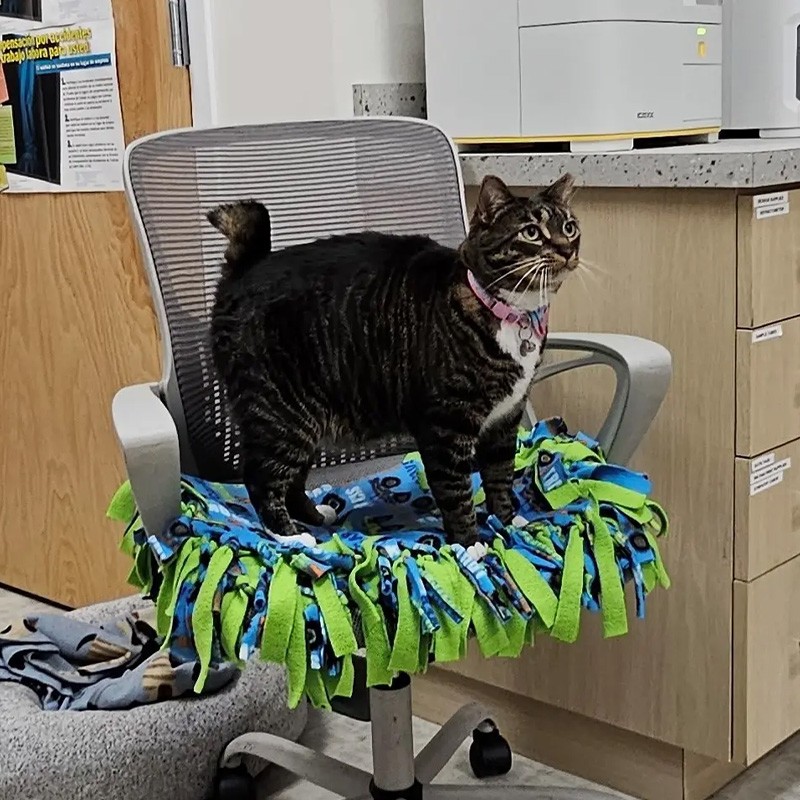 photo of Nubs