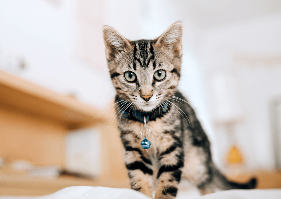 Featured image for post: 4 Common Diseases in Cats