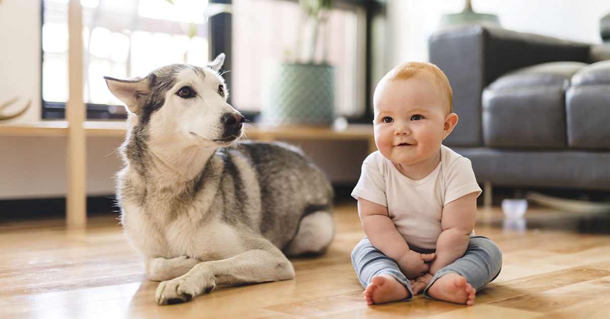 Featured image for post: Help Prepare Your Pet for a Baby