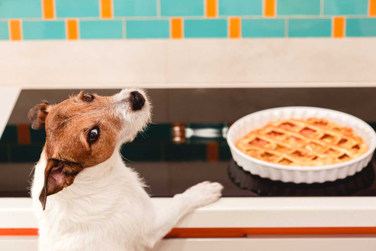 Featured image for post: Talking Turkey—Thanksgiving Safety for Pets