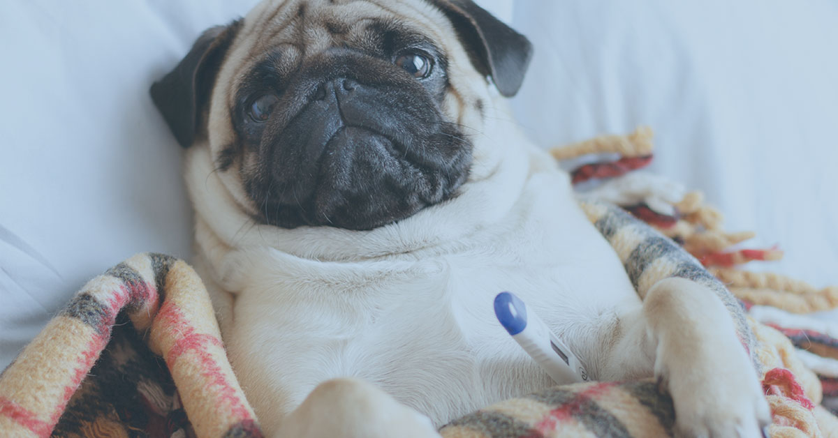 Featured image for post: What You Need To Know About Canine Influenza (Dog Flu)