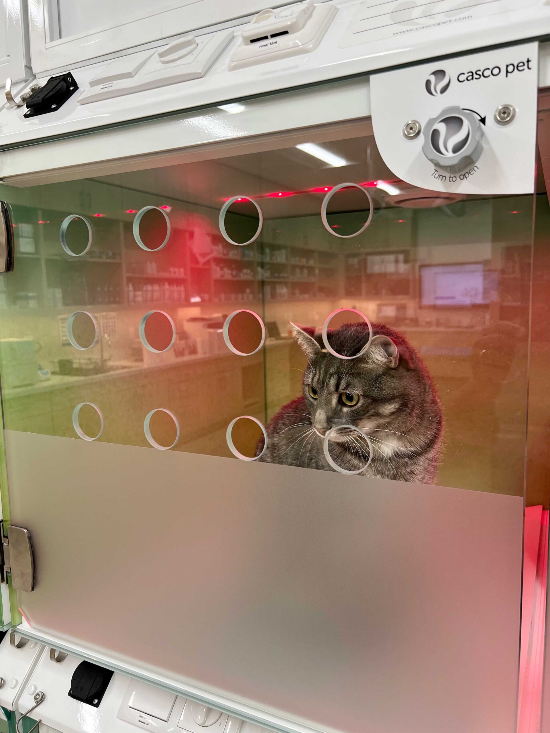 Casco-cat-inside