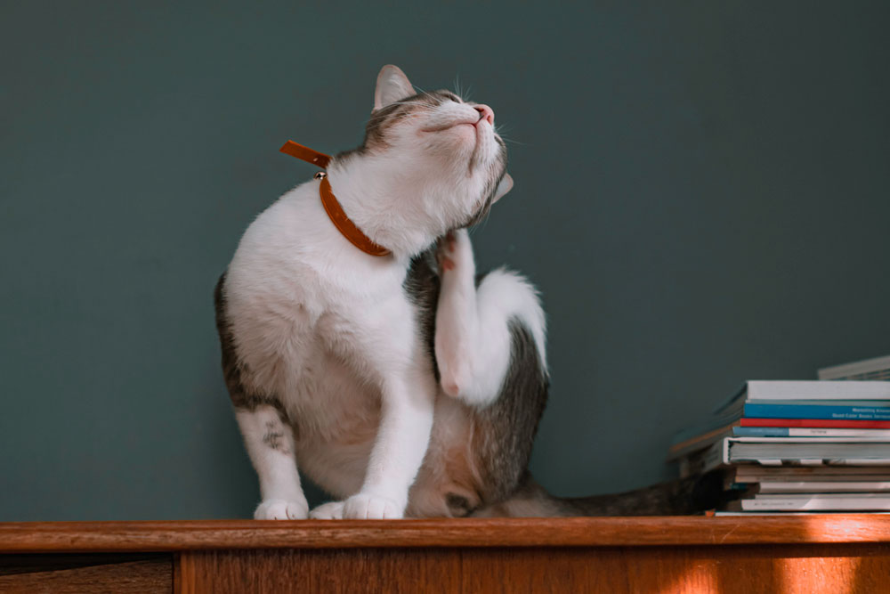 Featured image for post: Why Is My Pet Scratching Their Ears?