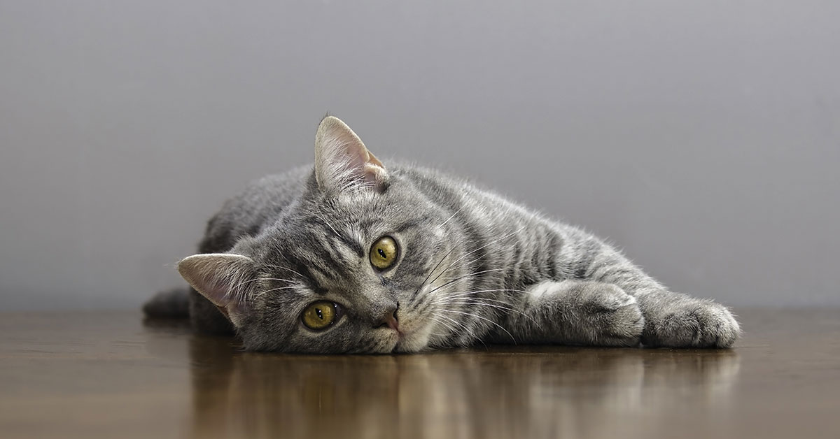 Featured image for post: What To Do If Your Cat is Throwing Up