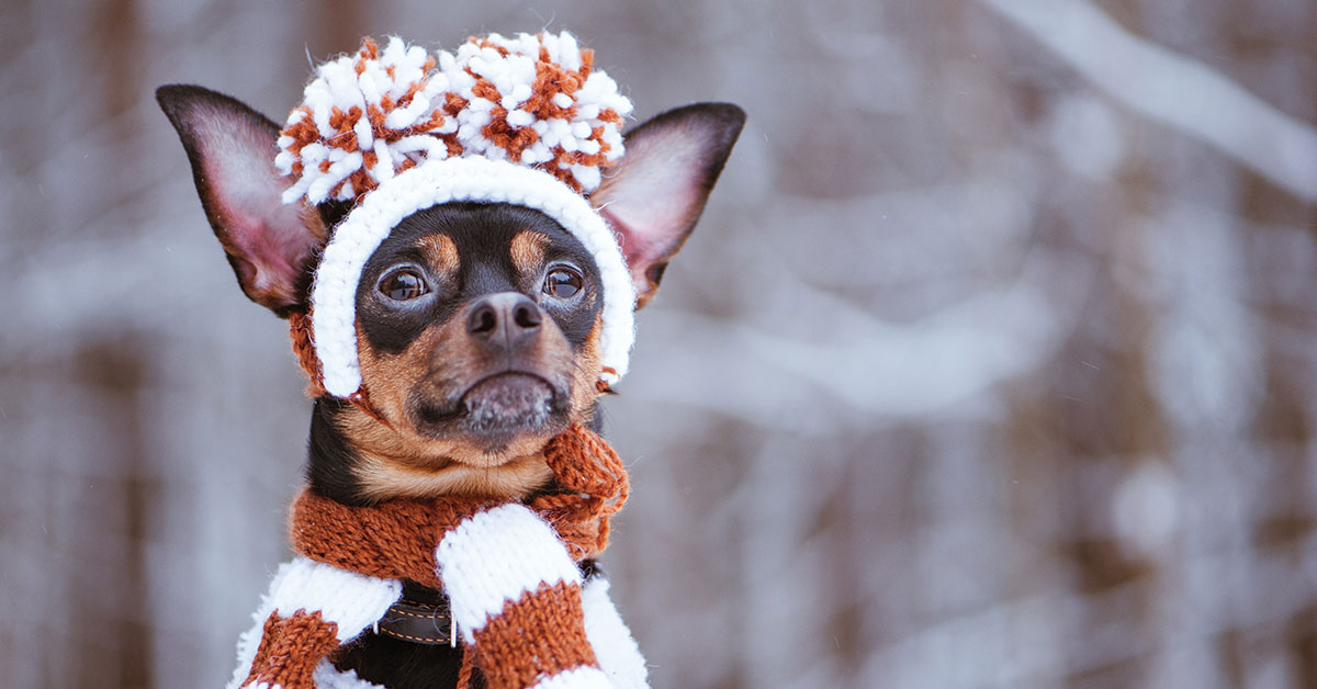 Featured image for post: How To Keep Your Dog Safe And Healthy During Cold Winter Months