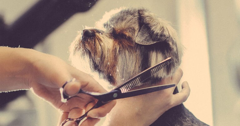 No More Hair In The House With Our Dog Grooming Tips