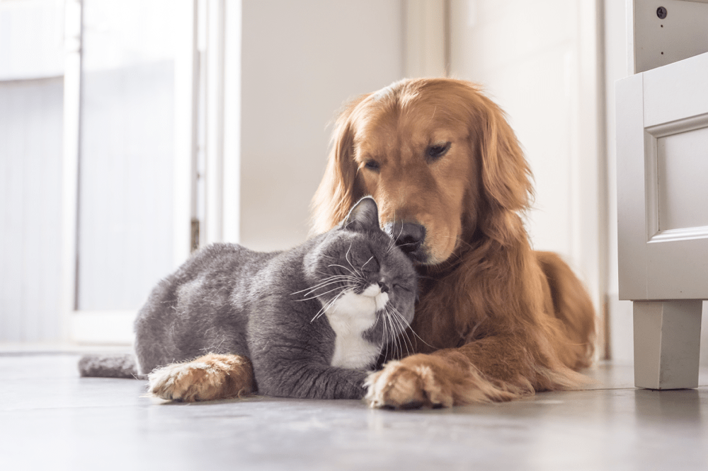 Featured image for post: Fear Free Certified® Veterinary Teams: How They Help Your Pet
