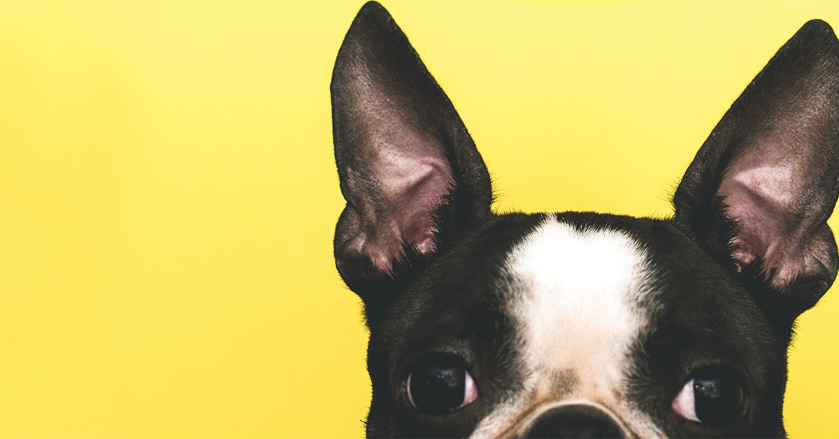 Featured image for post: Five Odd Dog Behaviors, Explained
