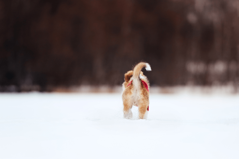 A dog in cold weather