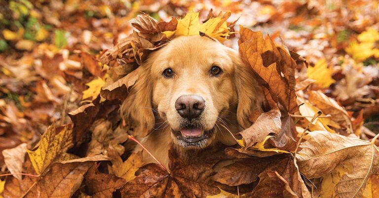 Dog in fall leaves