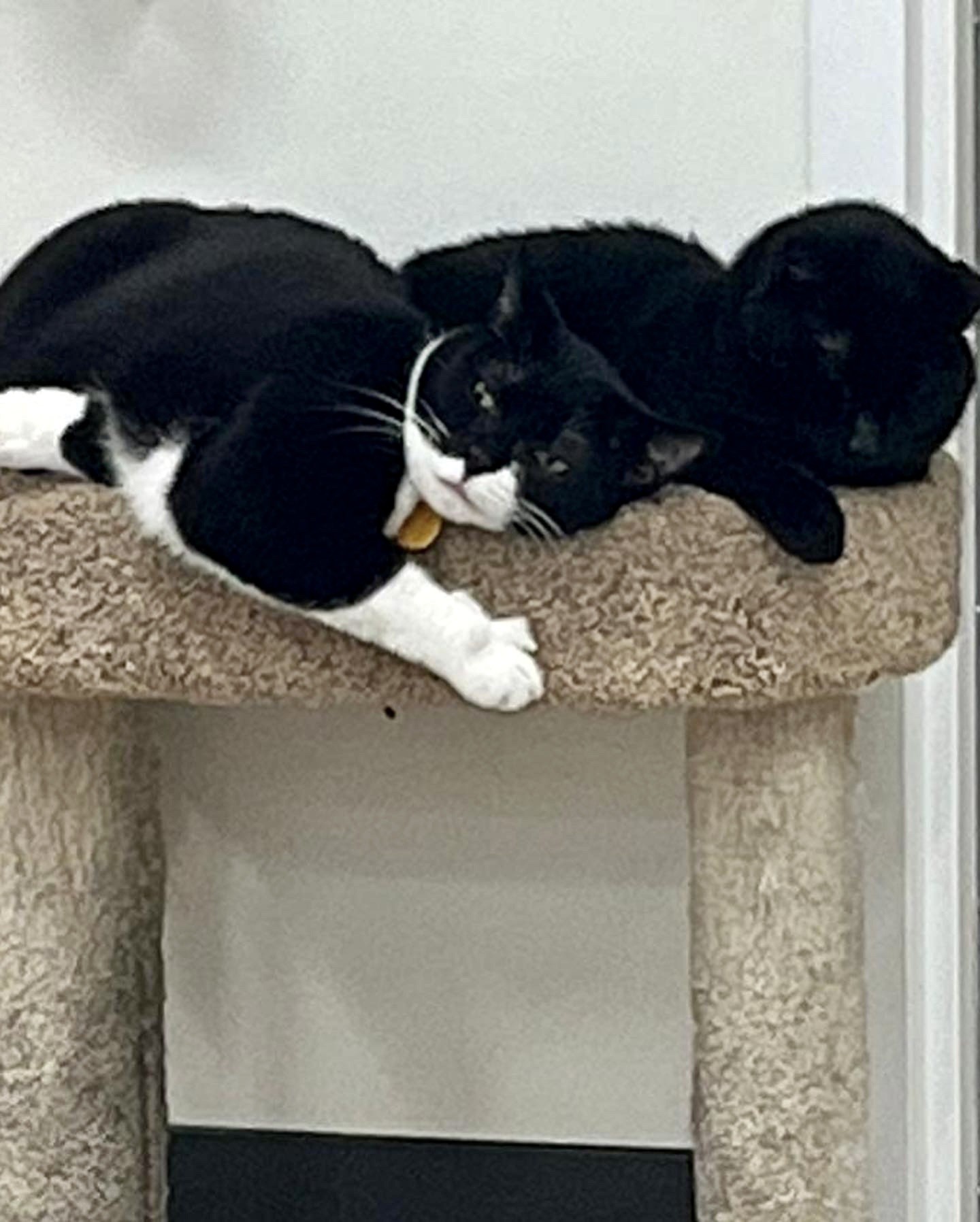 Featured image for post: Leela and Booboo Ohana