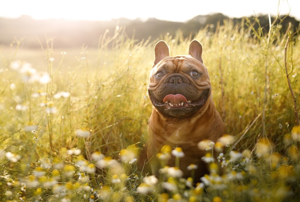 Featured image for post: French Bulldog Summer Safety Tips