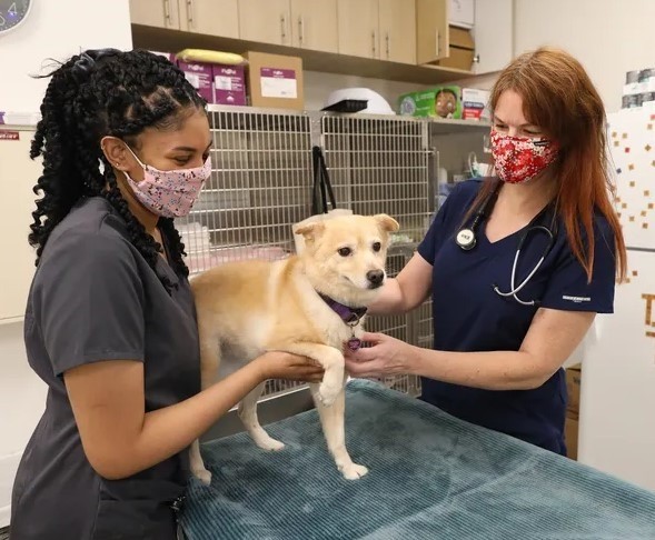 Featured image for post: New Acute Care Center for Pets in Gainesville Could Mean Lower Bills