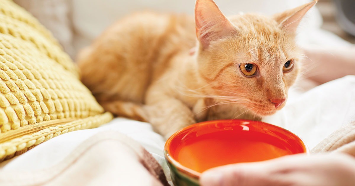 Featured image for post: Preventing and Treating Heat Stroke in Pets
