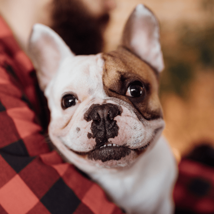 How to know if your pet is happy 1