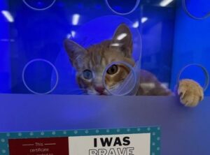 Mista the cat 8 Mista the cat 8