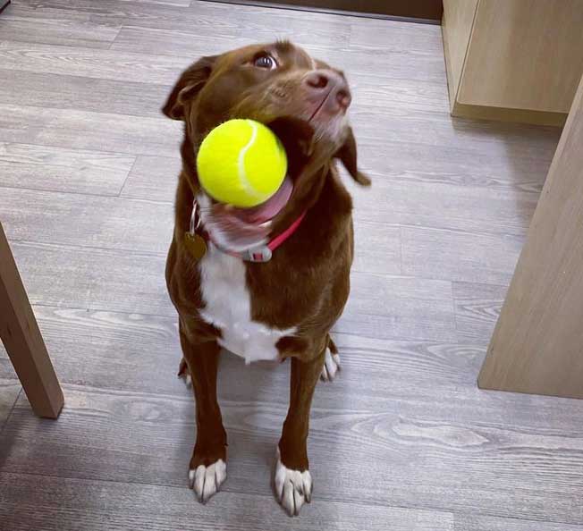 photo of Penny