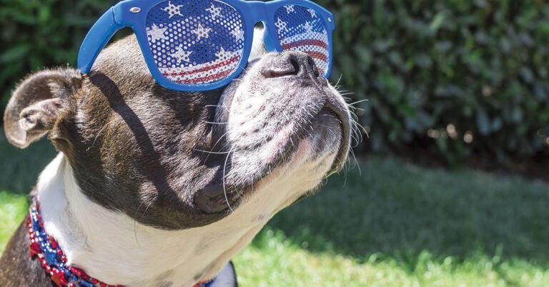 Pet 4th of july