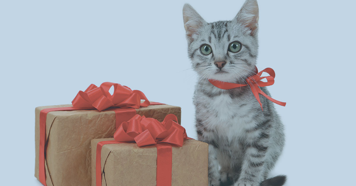 Featured image for post: Unique Holiday Gifts That Your Pet Will Love
