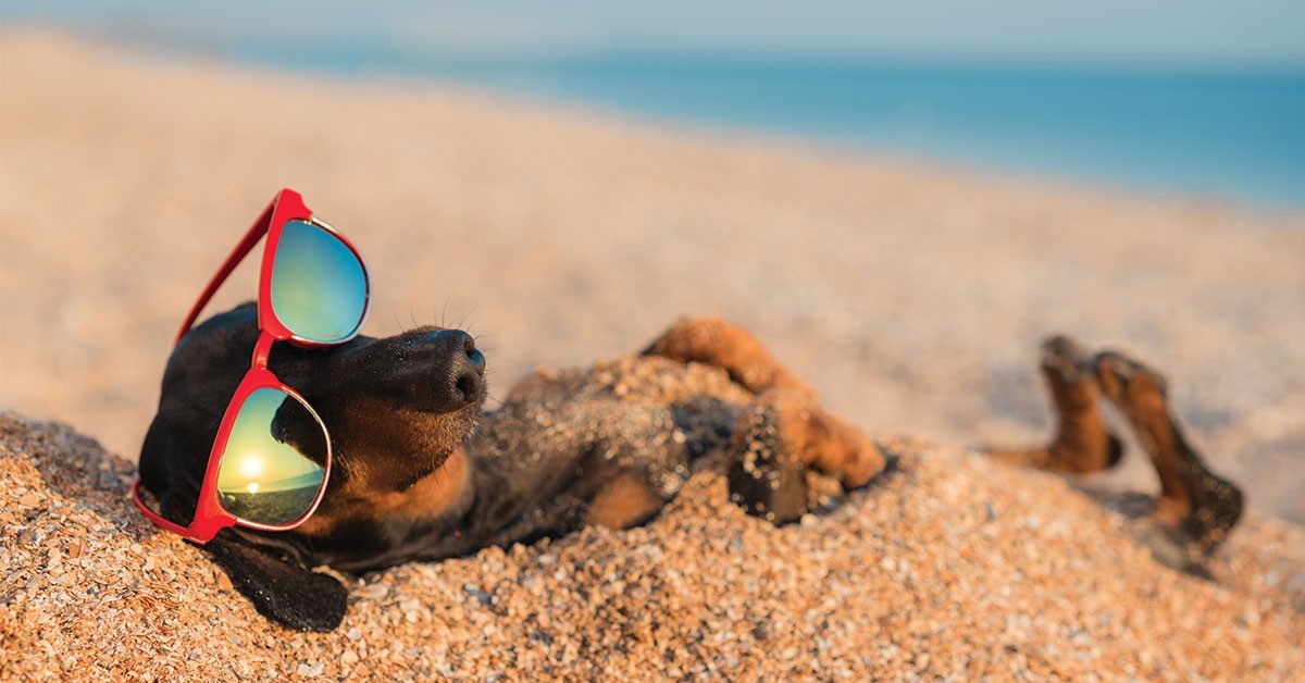 Featured image for post: Two Big Specials For Your Pet This Summer At UrgentVet