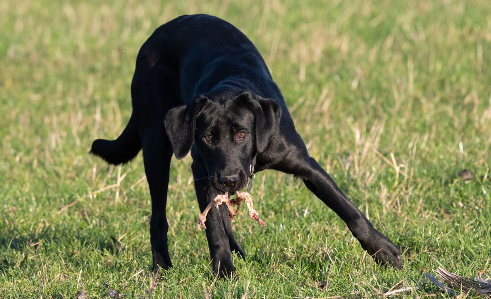 Featured image for post: My Pet Ate a Dead Animal—What Should I Do?