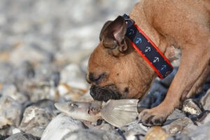 pet ate a dead animal