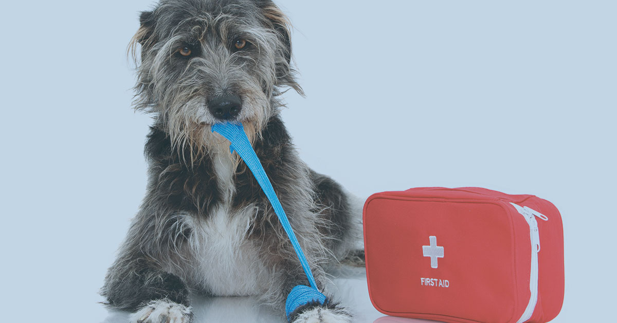 Featured image for post: Creating A Pet First-Aid Checklist