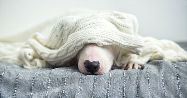Vomiting and Diarrhea: Can It Wait Until Morning?