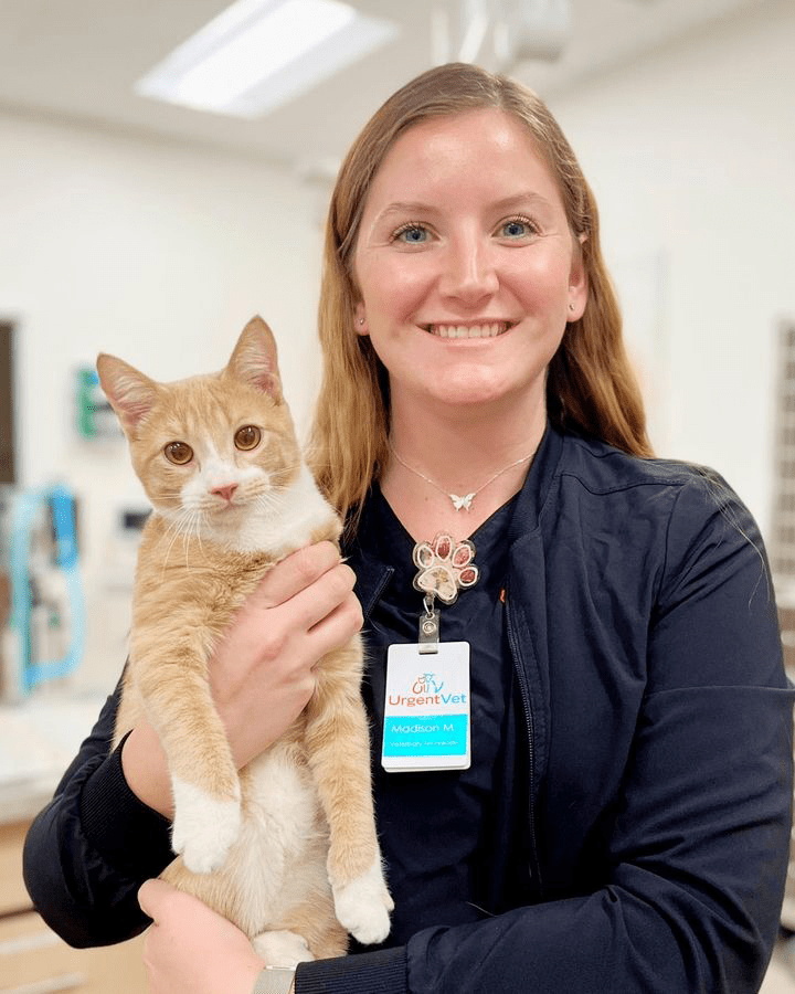 St. Pete FL Cat Vet