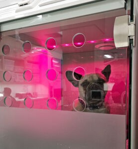 UrgentVet Casco with French Bulldog 1 UrgentVet Casco with French Bulldog 1