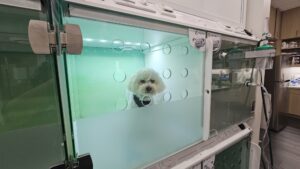 UrgentVet Pet in Casco scaled 2 UrgentVet Pet in Casco scaled 2