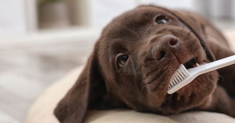 brush dogs teeth
