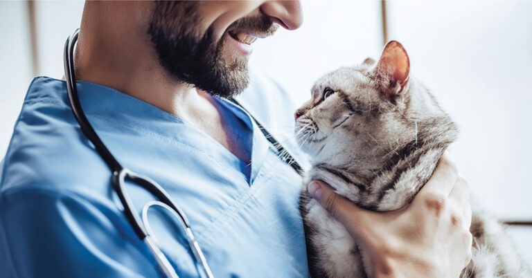 cat and doctor