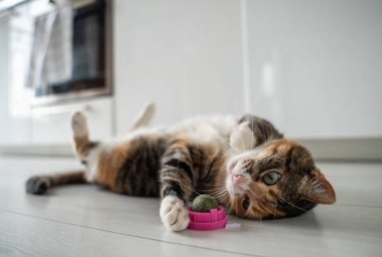 catnip safety