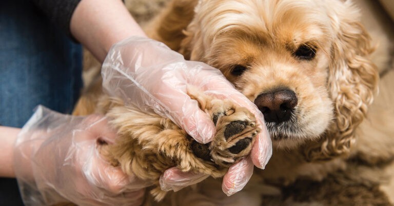 dog lyme disease