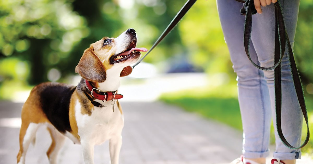 Featured image for post: Pet-Friendly Things To Do In Belmont, NC