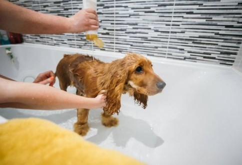dog shampoo