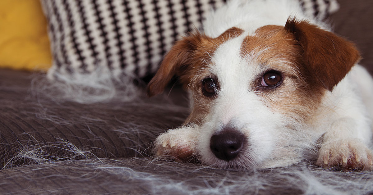 Featured image for post: Is Your Dog Shedding A Lot? Blame The Weather