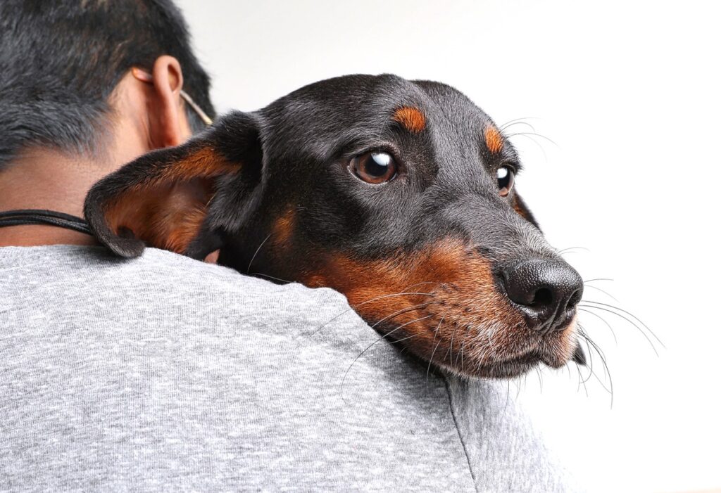 Dog scared at vet