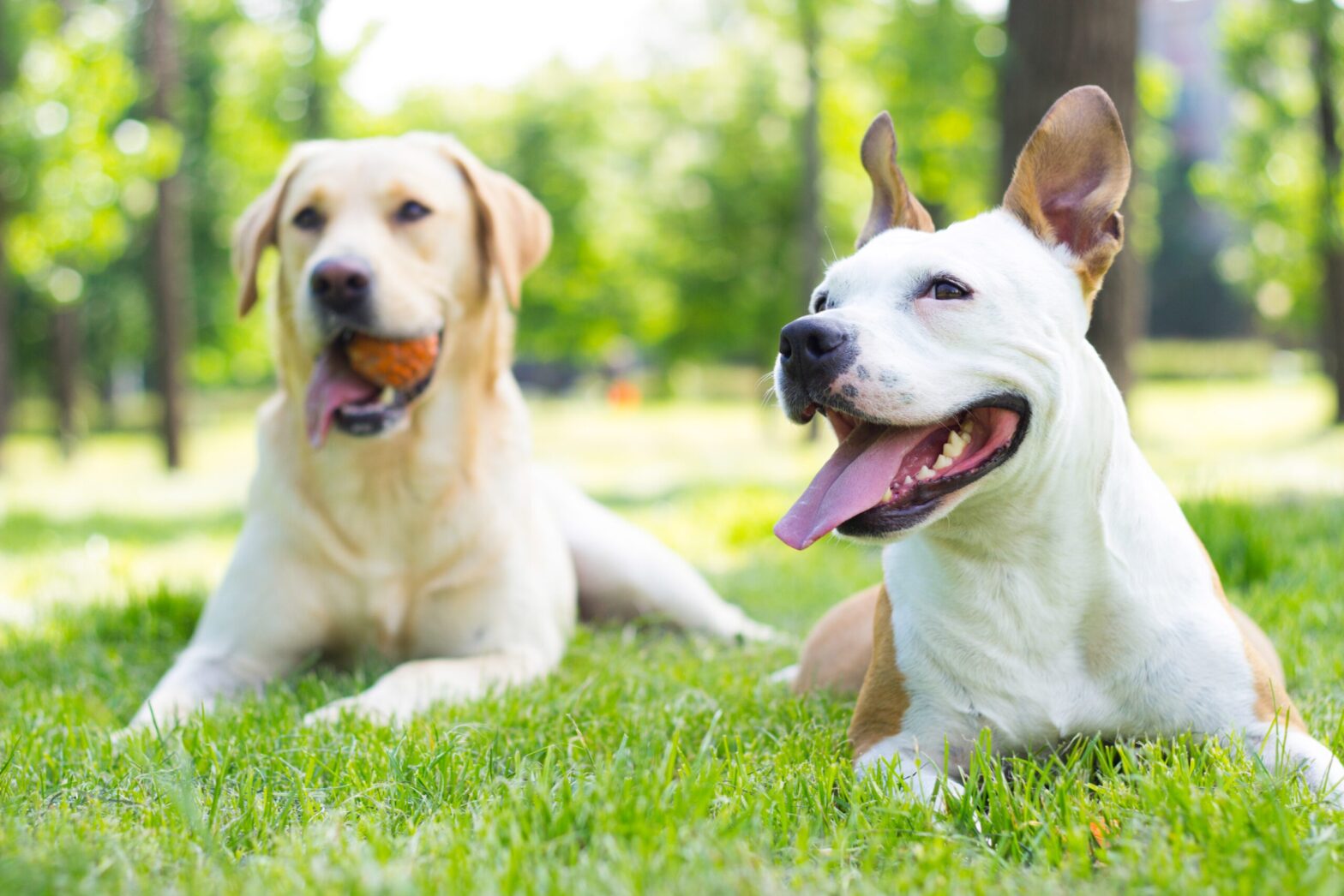 Featured image for post: Summer Fun 101: Pet Safety Tips