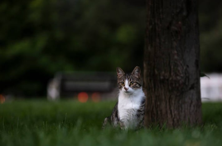 outside cat