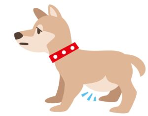 pot bellied dog