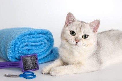 preparing my cat for a bath