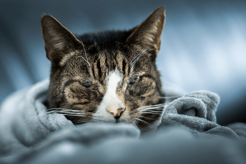 Featured image for post: Take My Breath Away—Is My Pet’s Upper Respiratory Infection an Emergency?