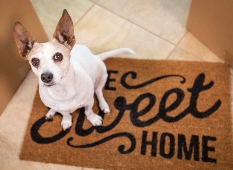 tips for a new pet owner 1