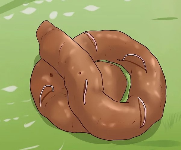 Featured image for post: 8 Signs That Your pet Might Have Worms